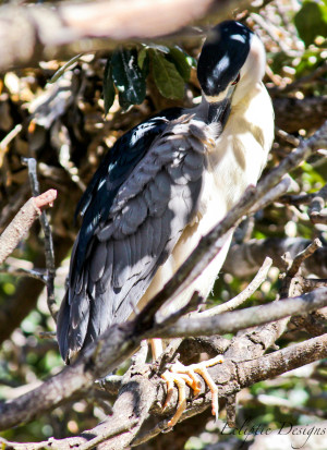 Photography – Ecliptic Designs – Black Crowned Night Heron
