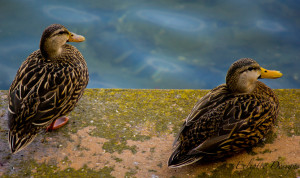 Photography – Ecliptic Designs – Mottled Duck