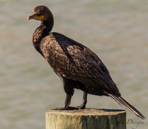 Photography – Ecliptic Designs – Double Crested Cormorant