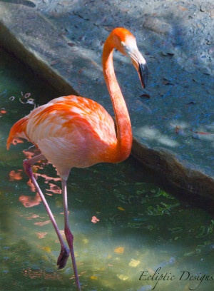 Photography – Ecliptic Designs – Flamingo