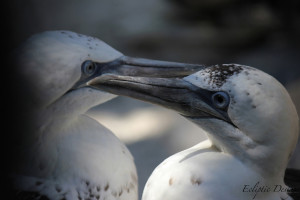 Photography – Ecliptic Designs – Northern Gannet