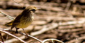 Photography – Ecliptic Designs – Palm Warbler